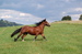 DSC_0053.JPG