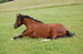 DSC_0223.JPG
