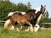 lea_2008_20081104_1011476983.jpg